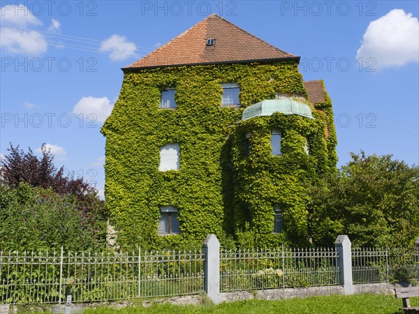 Facade overgrown with ivy on a residential building