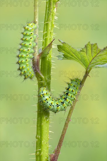 Small emperor moth