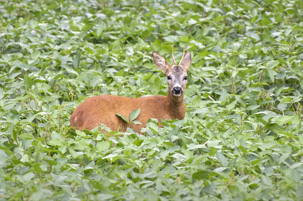 European roe deer