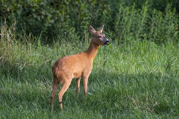 European roe deer