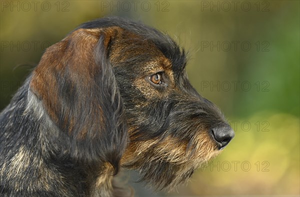 Wire-haired dachshund