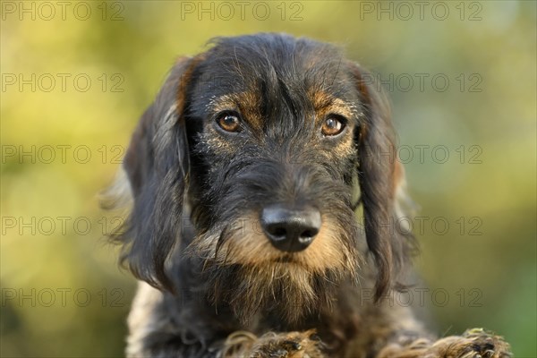 Wire-haired dachshund