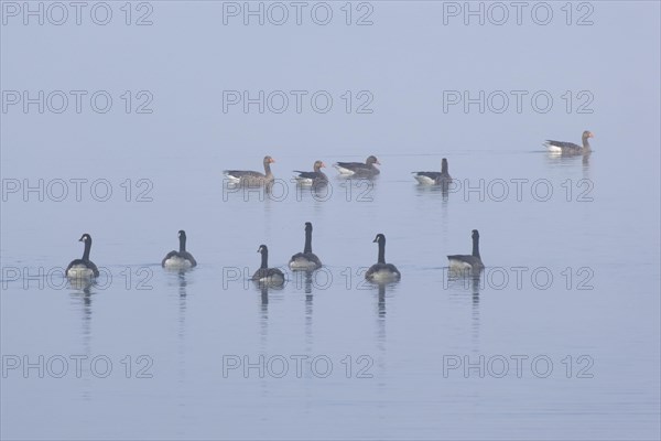 Canada geese