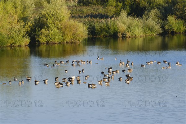 Greylag geese