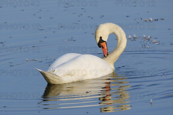 Mute swan