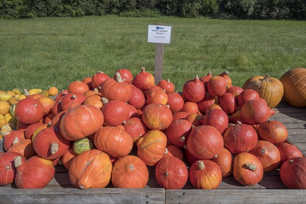 Hokkaido pumpkins