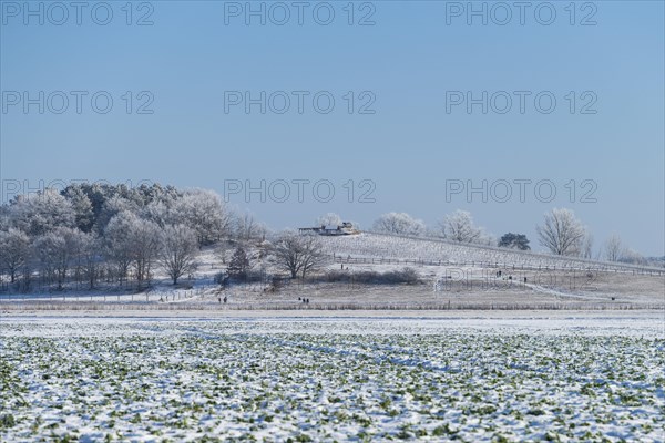 Vineyard in winter on the island of Toeplitz