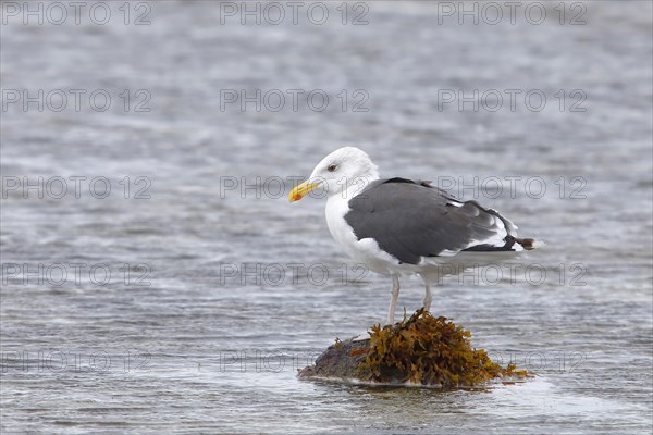 Great black-backed gull