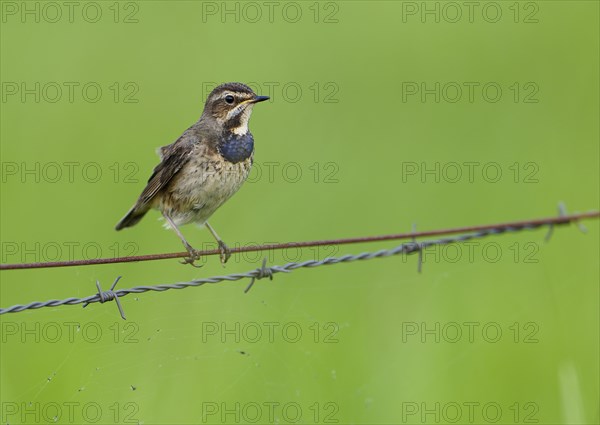 White-starred Blue-throat