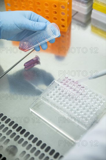 Medical laboratory assistant takes samples from a centrifuge tube with a pipette and fills them into a multiwell tray