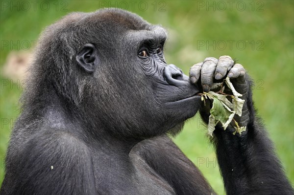 Lowland gorilla