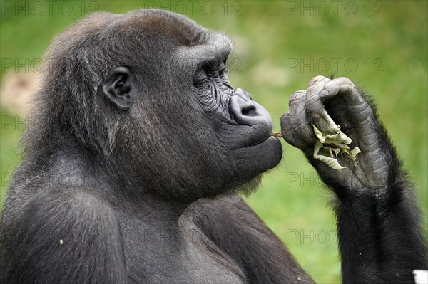 Lowland gorilla