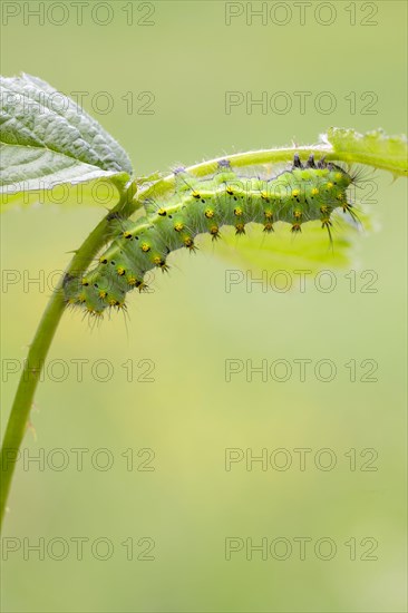 Small emperor moth