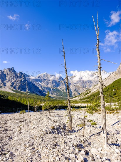 Dead trees in Wimbachgries