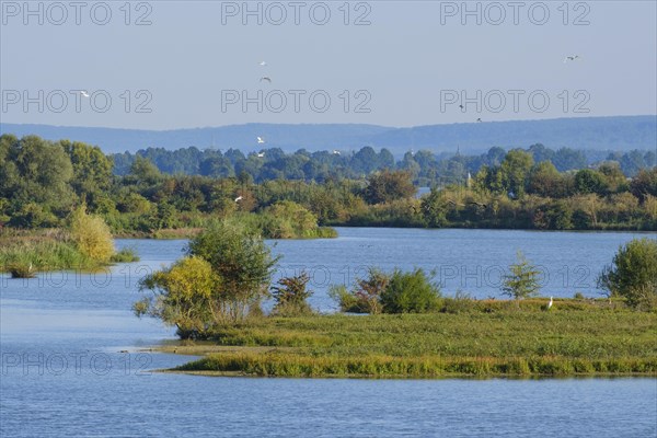 Bird Island in the Altmuehlsee