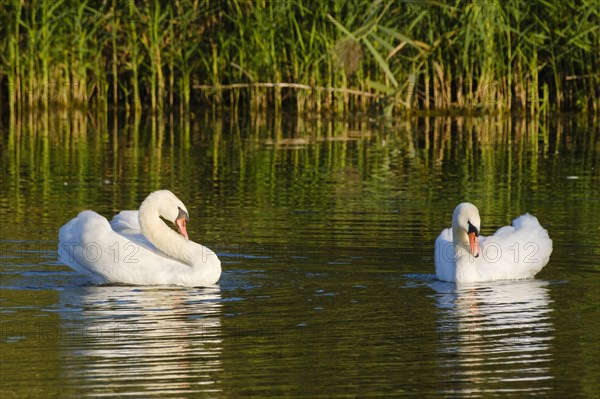 Mute swans