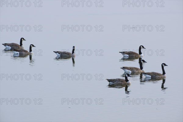 Canada geese