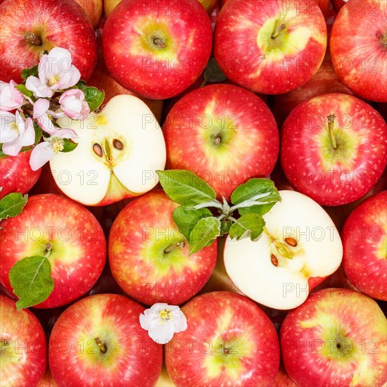 Apples fruits red apple fruit with flowers and leaves from above square