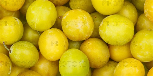 Mirabelle fruits Mirabelle plum fruit yellow plum background panorama