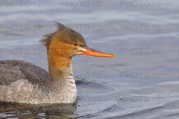 Red breasted merganser