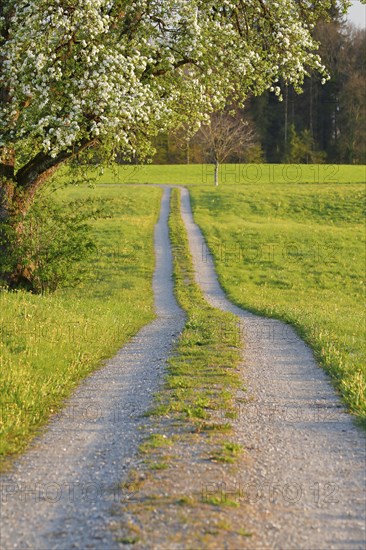 Field path in spring lined with flower meadows and blossoming fruit tree