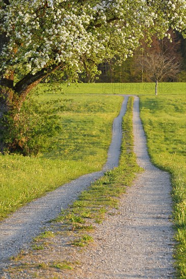 Field path in spring lined with flower meadows and blossoming fruit tree