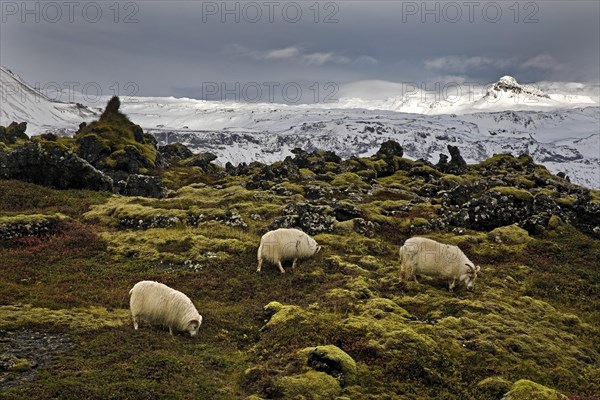 Three domestic sheep