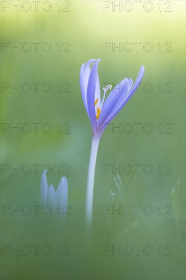 Meadow saffron