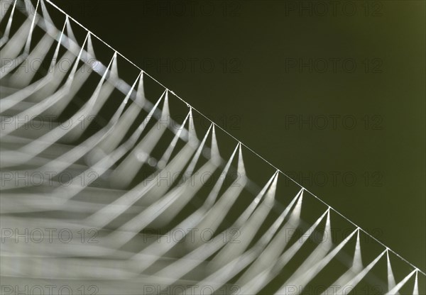 Details of the spider web of a european garden spider