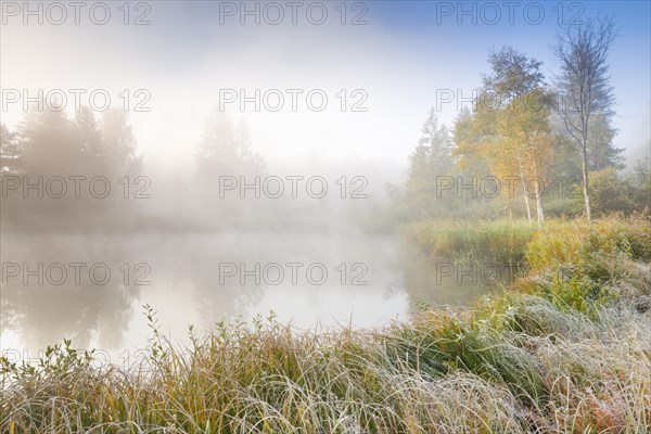 Autumn atmosphere at a tree-lined pond