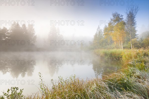 Autumn atmosphere at a tree-lined pond