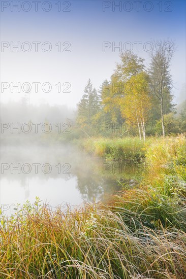 Autumn atmosphere at a tree-lined pond