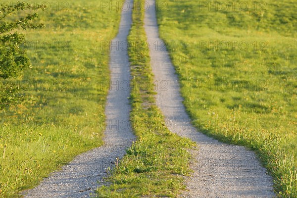 Field path in spring lined with flower meadows