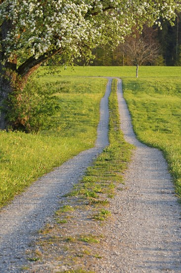 Field path in spring lined with flower meadows and blossoming fruit tree