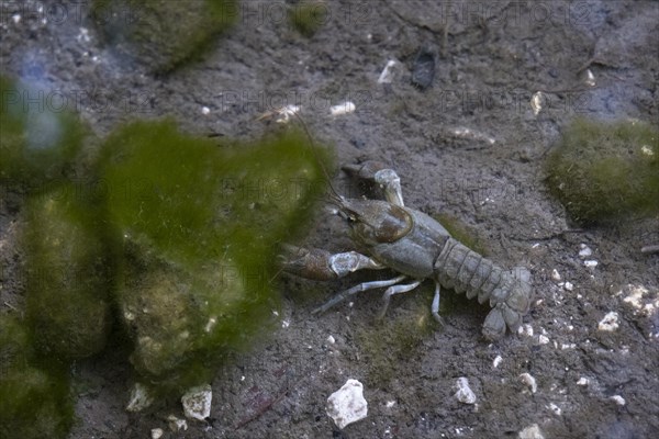 European crayfish