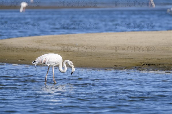 Lesser Flamingo