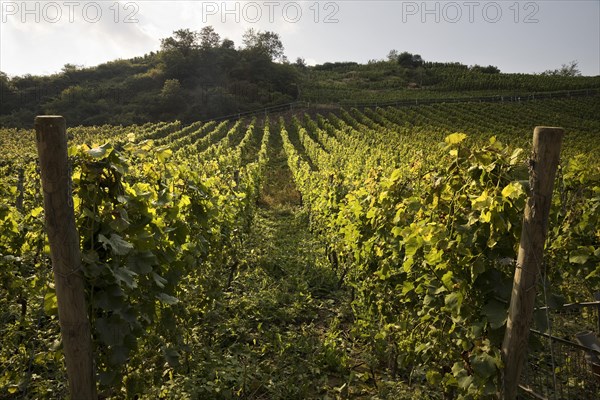 Vineyards