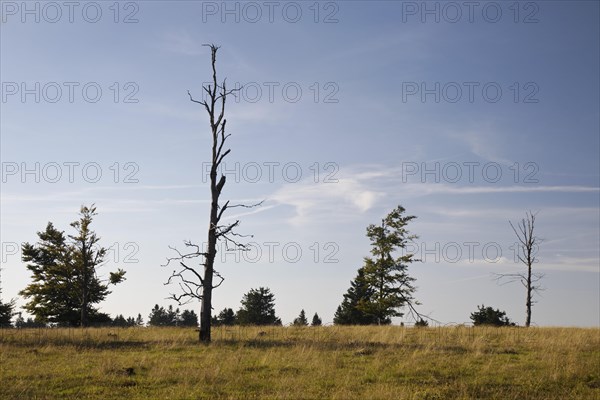 Partially dead trees on the Kahler Asten