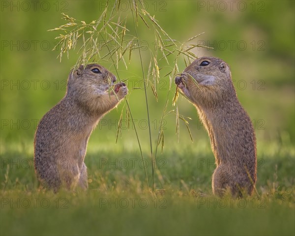 European ground squirrel