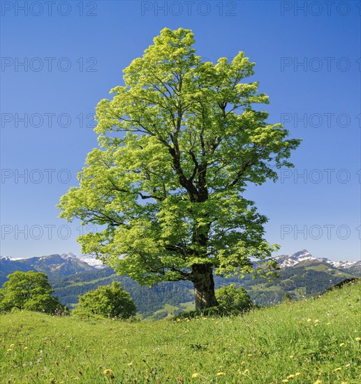 Freestanding sycamore in mountain spring