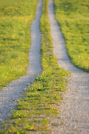 Field path in spring lined with flower meadows