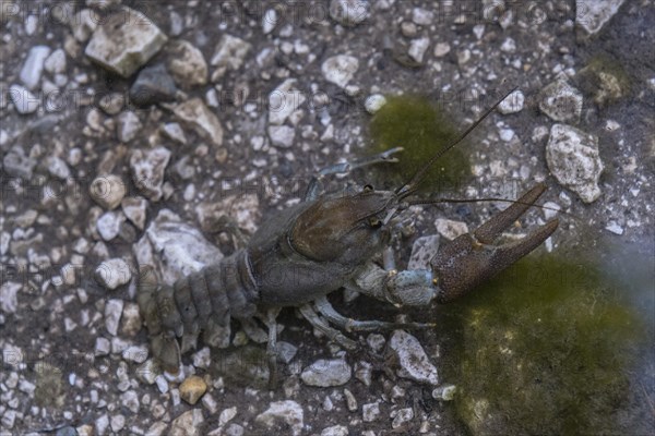 European crayfish