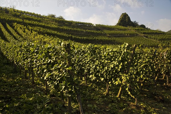 Vineyards