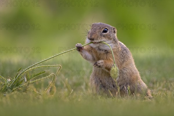 European ground squirrel