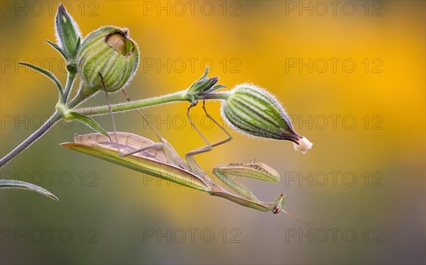 European mantis