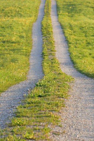 Field path in spring lined with flower meadows