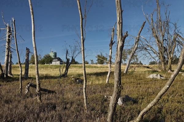 Dead trees with the Astenturm on the Kahler Asten