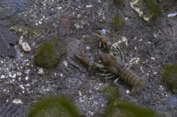 European crayfish