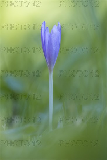 Meadow saffron