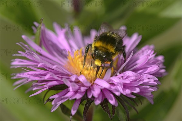 Red tailed bumblebee